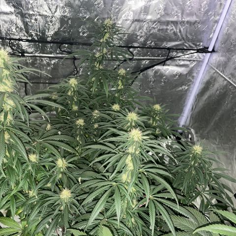 Raspberry Chocolate growlog timeline photo