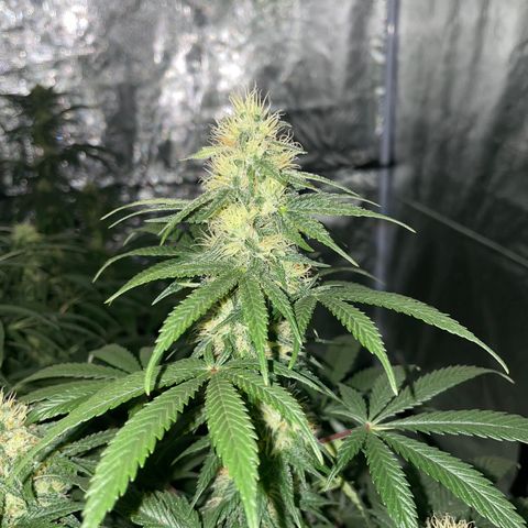 Raspberry Chocolate growlog timeline photo