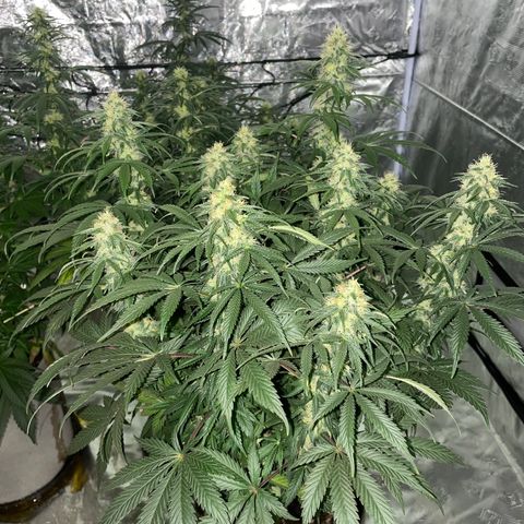 Raspberry Chocolate growlog timeline photo