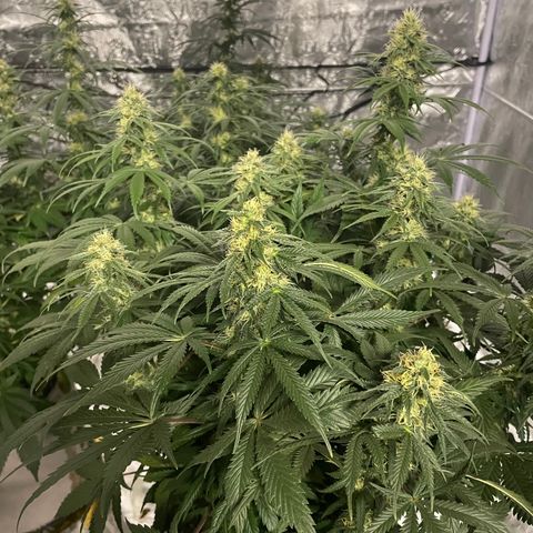 Raspberry Chocolate growlog timeline photo