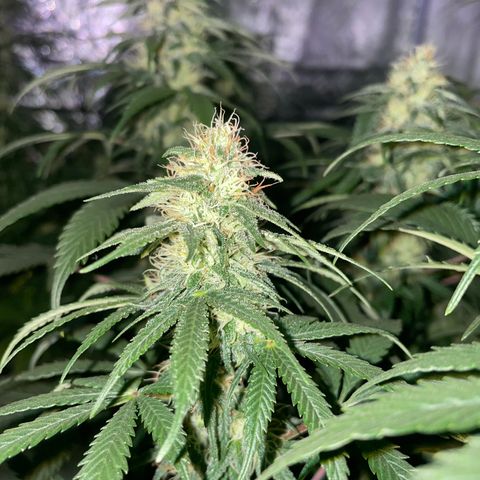 Raspberry Chocolate growlog timeline photo