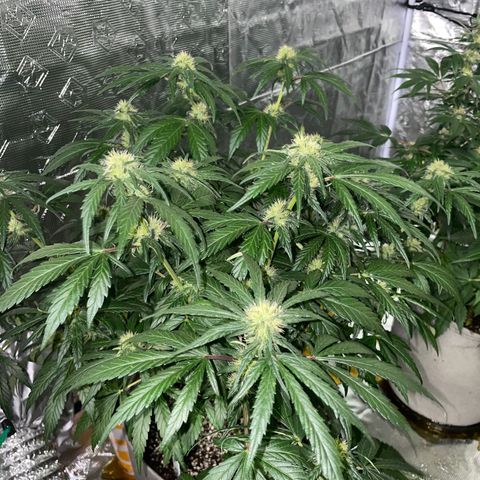 White Rhino growlog timeline photo