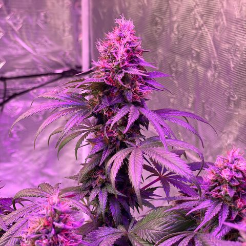 Raspberry Chocolate growlog timeline photo