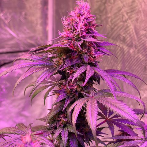 Raspberry Chocolate growlog timeline photo