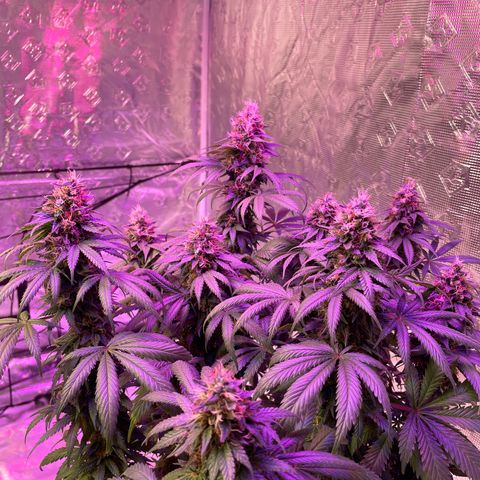 Raspberry Chocolate growlog timeline photo