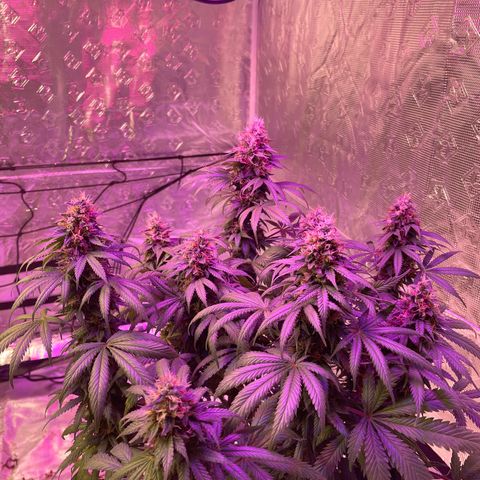 Raspberry Chocolate growlog timeline photo