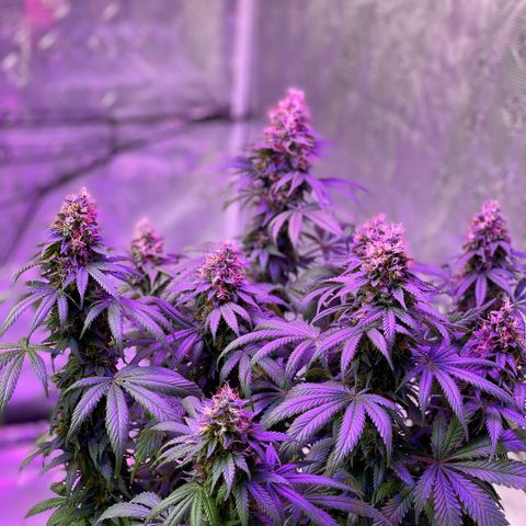 Raspberry Chocolate growlog timeline photo