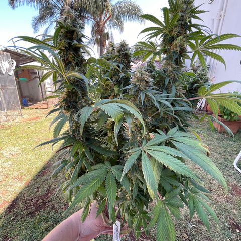 Raspberry Chocolate growlog photo: Harvest pics