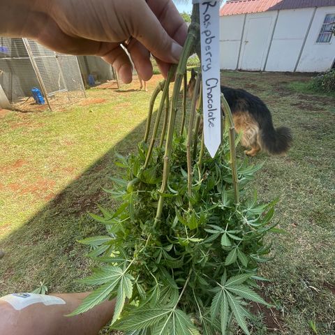 Raspberry Chocolate growlog photo: Harvest pics