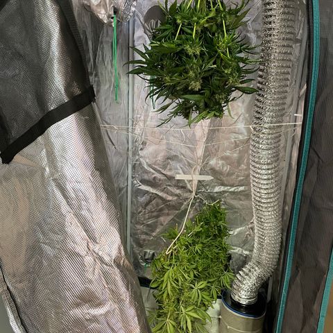 Raspberry Chocolate growlog photo: Harvest pics