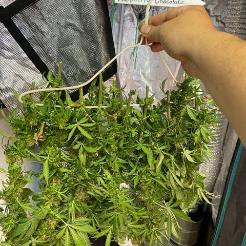 Raspberry Chocolate growlog photo: Harvest pics