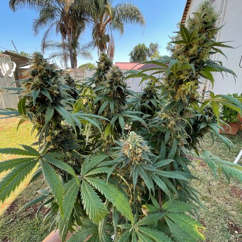 Raspberry Chocolate growlog photo: Harvest pics
