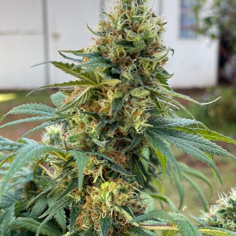 Raspberry Chocolate growlog photo: Harvest pics