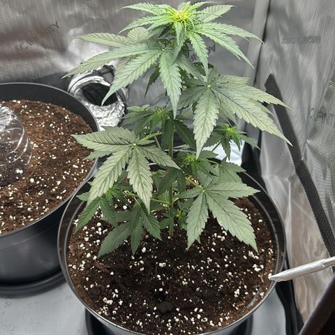 Bob growlog timeline photo