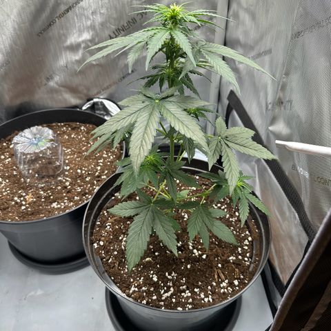Bob growlog timeline photo