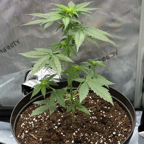 Bob growlog timeline photo