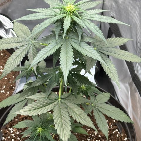 Bob growlog timeline photo