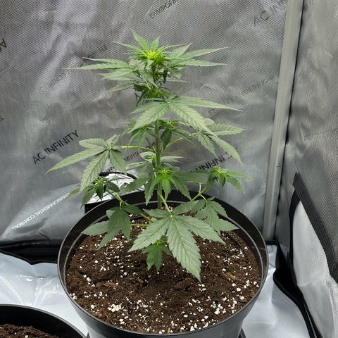Bob growlog timeline photo