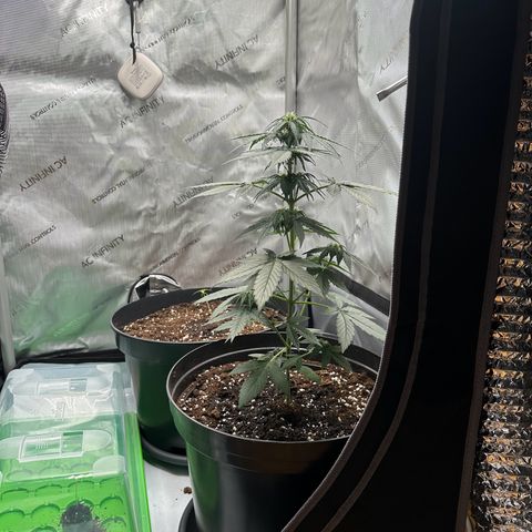 Bob growlog timeline photo