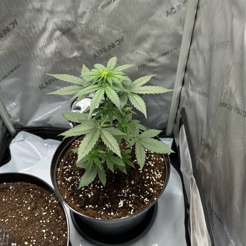 Bob growlog timeline photo