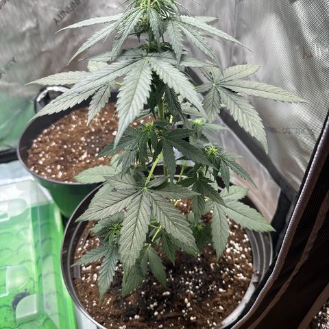 Bob growlog timeline photo