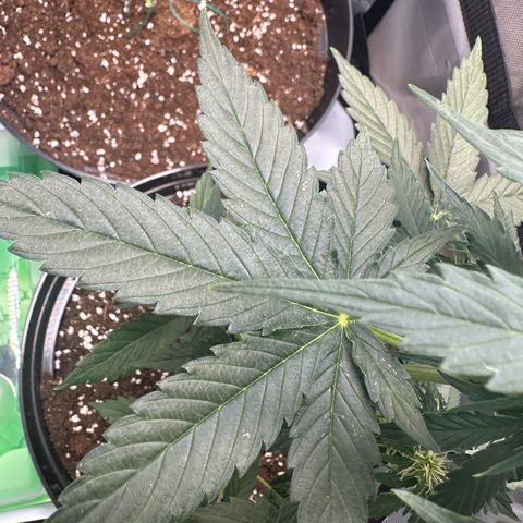 Bob growlog photo: I found those white spots about 3 days ago, they seem to get bigger. I hope its not mildew but butns from water drops