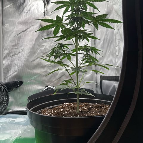 Bob growlog timeline photo
