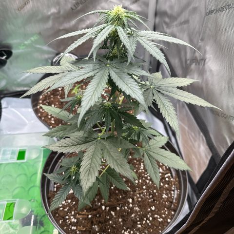 Bob growlog timeline photo