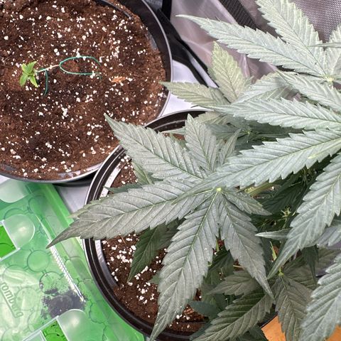 Bob growlog timeline photo