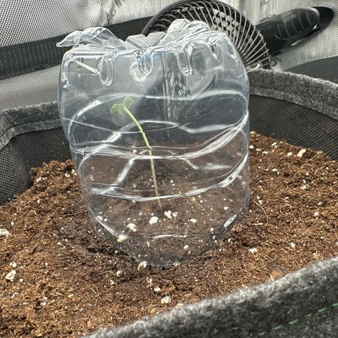 dhL Melone growlog timeline photo