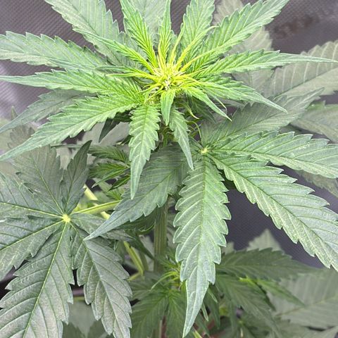 Bob growlog timeline photo