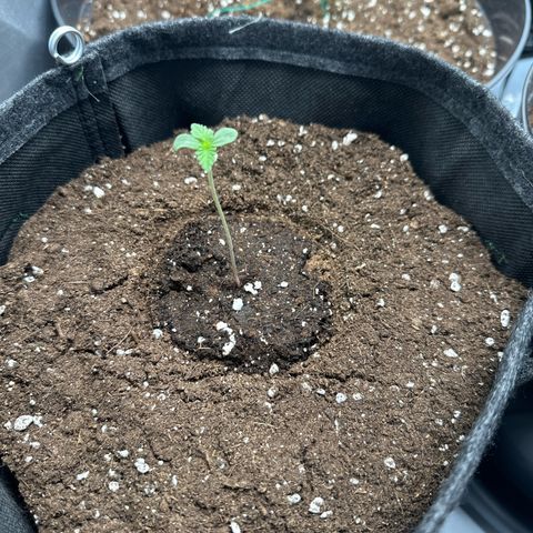 dhL Melone growlog timeline photo
