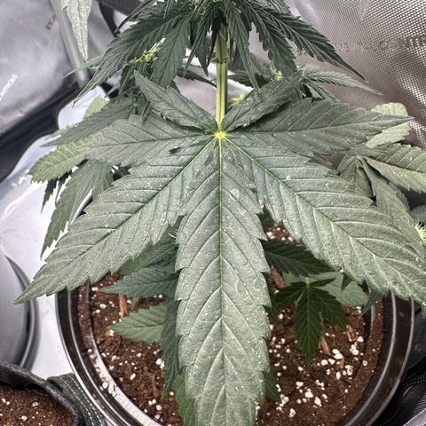 Bob growlog photo: Seems to improve