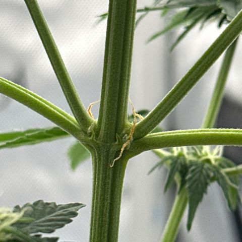 Bob growlog photo: Have to research