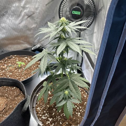 Bob growlog timeline photo