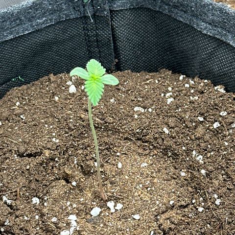 dhL Melone growlog timeline photo
