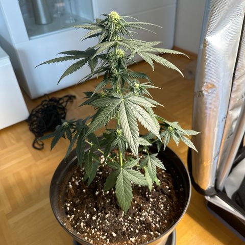 Bob growlog timeline photo