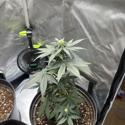 Bob growlog timeline photo