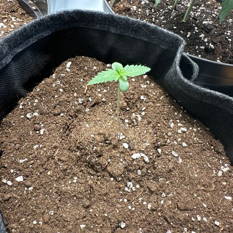 dhL Melone growlog timeline photo