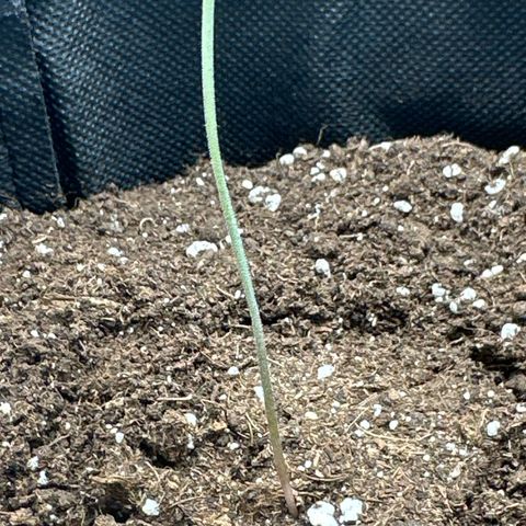 dhL Melone growlog timeline photo