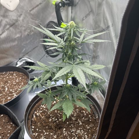 Bob growlog timeline photo
