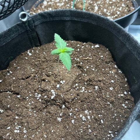 dhL Melone growlog timeline photo