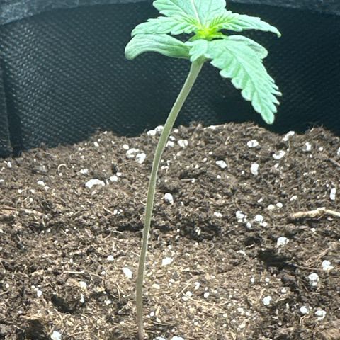 dhL Melone growlog timeline photo