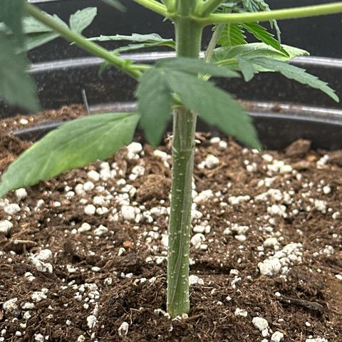 Bob growlog timeline photo
