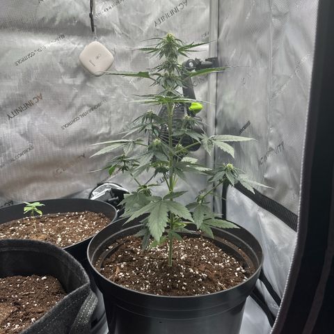 Bob growlog timeline photo