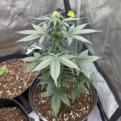 Bob growlog timeline photo