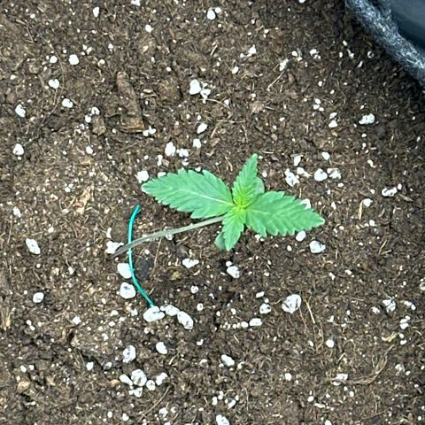 dhL Melone growlog photo: Bit of support