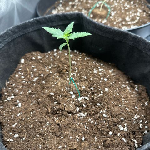 dhL Melone growlog timeline photo