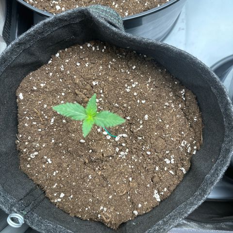 dhL Melone growlog timeline photo