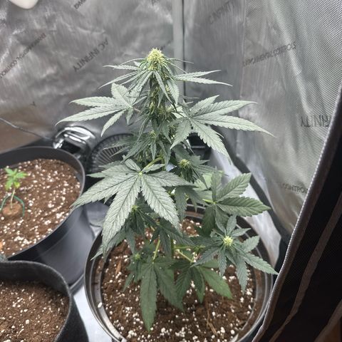 Bob growlog timeline photo